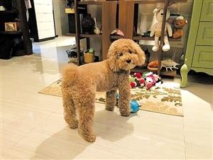 海口新型宠物寄养方式受追捧 爱犬在家可享上门服务