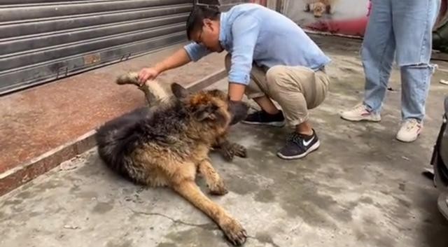 忠犬无名主人离世德牧死守店铺被饿到骨瘦如柴也不愿离去