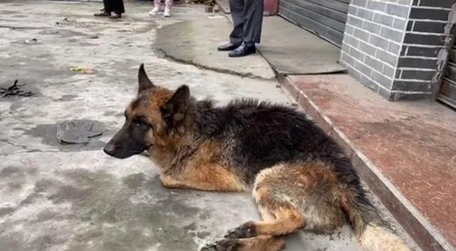 忠犬无名主人离世德牧死守店铺被饿到骨瘦如柴也不愿离去