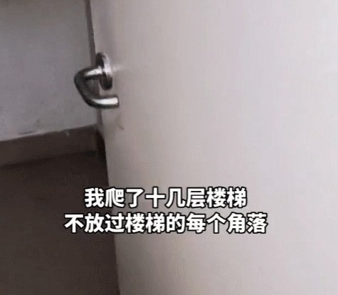 我家猫走丢4天后小区里的流浪猫把它带回来了