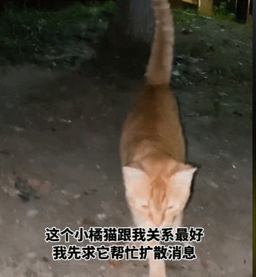 我家猫走丢4天后小区里的流浪猫把它带回来了