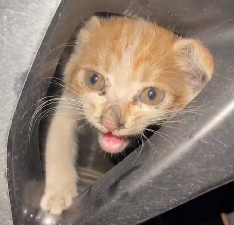 小橘猫卡在轮胎里，在小姐姐一次又一次的尝试下，猫咪因祸得福被收编