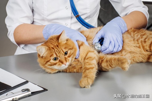 据说宠物看病贵，给猫看病究竟有多贵？两只猫的年度医疗费用！