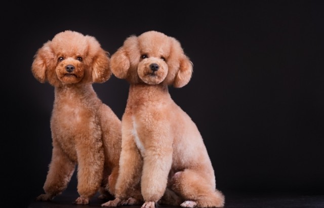 养公泰迪犬和母泰迪犬的区别，你会怎么选？