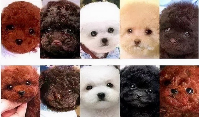 泰迪犬颜色很多，这些颜色最多人养，你会怎么选？