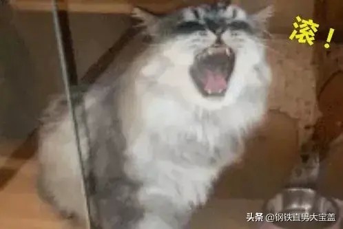 猫咪寄养宠物店回来之后大发雷霆