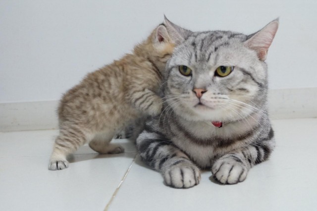 小奶猫没法上厕所，看着主人一脸哀怨：它占着茅坑不拉屎