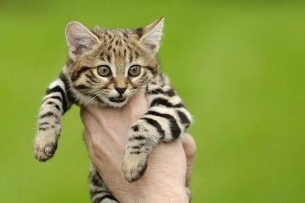 一只手掌大小的猫，黑足猫，野猫也能如此可爱