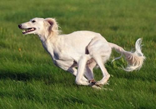 全世界跑得最快的狗！萨路基猎犬，中东富豪的宠儿
