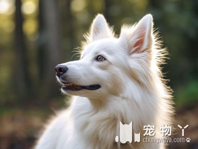 阿拉斯加幼犬狗粮什么牌子好？