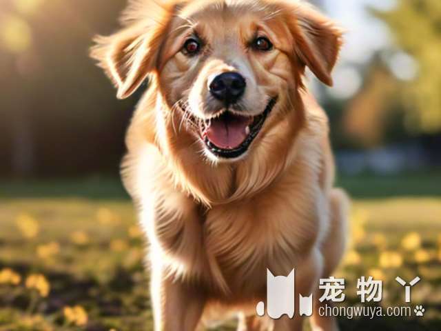 最小的宠物犬是什么犬？