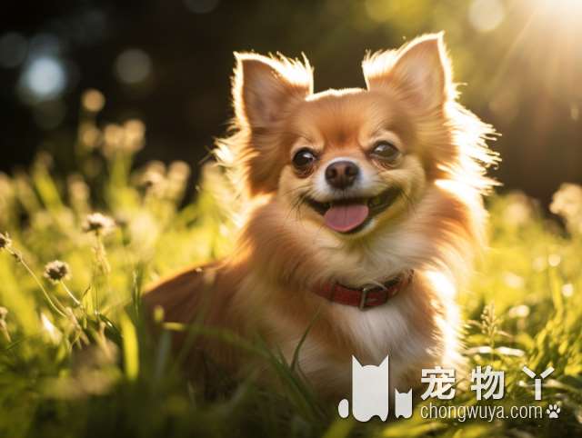 郑州飞羽宠物售卖纯种犬舍：狗狗寄养，你选定了吗?