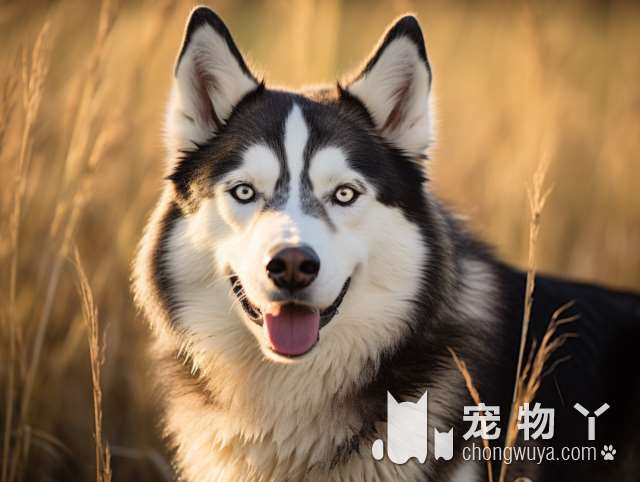 苏州狗道宠物店：各种宠物零食和周边产品，一站式满足您的宠物需求!