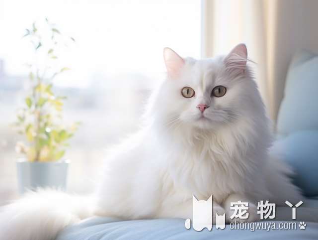 苏州天虹负一楼宠物店有卖可爱的小狗小猫吗?