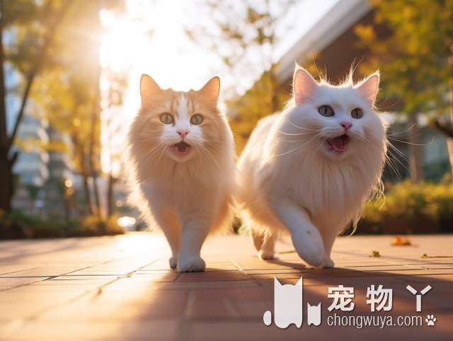 青岛帕普斯宠物旗舰店，猫咪感冒了会不会传染其他宠物？