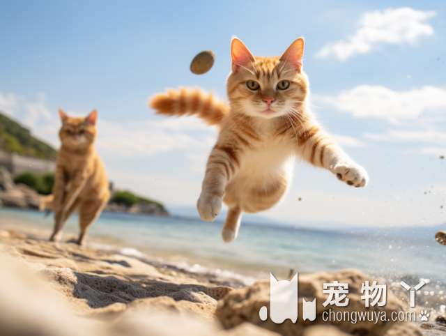 金吉拉和布偶猫哪种好？