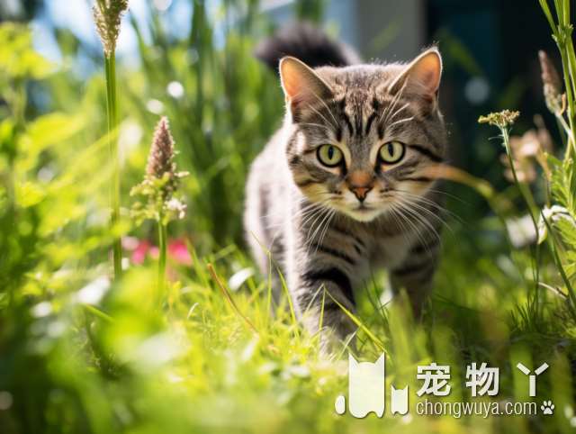 松狮熊猫犬优缺点？