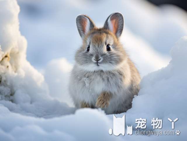 重庆悦来的宠物展会具体是叫什么名字？